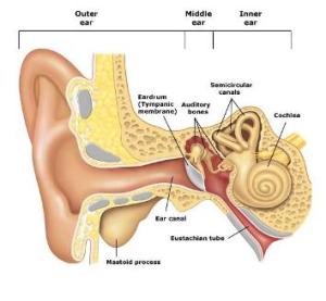 shells human ear